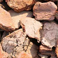 Maritime Pine Bark — Pulmo Balance antioxidant ingredient