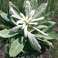 Mullein plant — Pulmo Balance ingredient