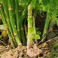 Plant-based Quercetin Dihydrate Extract — Pulmo Balance seasonal support ingredient