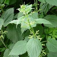 Stinging Nettle plant — Pulmo Balance nasal support ingredient
