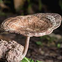 Tiger Milk Mushroom — Pulmo Balance lung tissue vitality ingredient